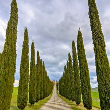 Nasiona Cyprysa Wiecznie Zielonego - Cupressus Sempervirens