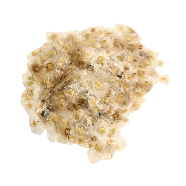 Nasiona Tulipanowca Afrykańskiego - Spathodea Campanulata