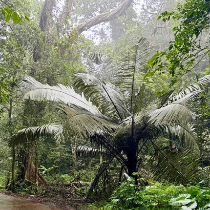 Nasiona Palmy Cukrowek Westerhouta - Arenga Westerhoutii﻿﻿