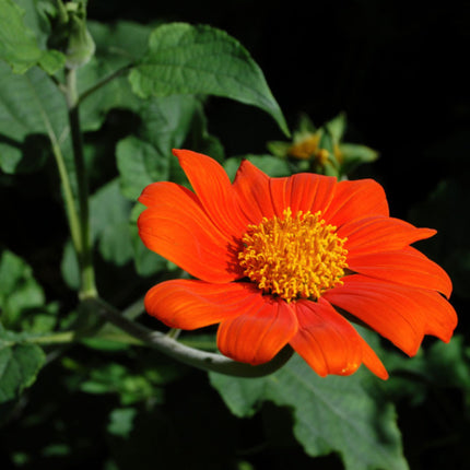 Nasiona Titoni Okrągłolistnej - Tithonia Rotundifolia