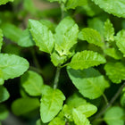 Bazylia tajska Tulsi BIO - Ocimum tenuiflorum