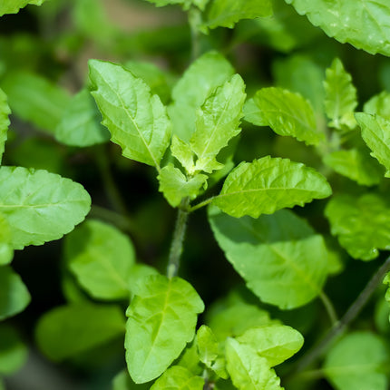 Bazylia tajska Tulsi BIO - Ocimum tenuiflorum