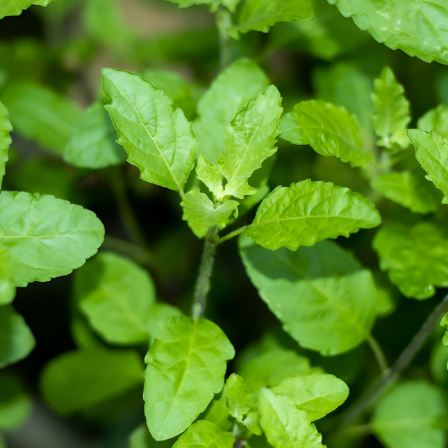 Bazylia tajska Tulsi BIO - Ocimum tenuiflorum