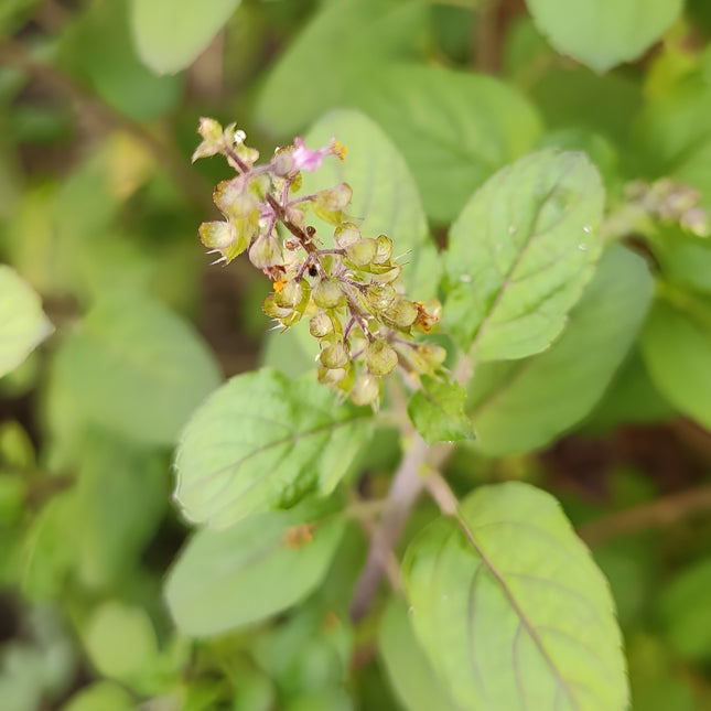 Bazylia tajska Tulsi BIO - Ocimum tenuiflorum