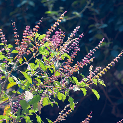 Bazylia tajska Tulsi BIO - Ocimum tenuiflorum