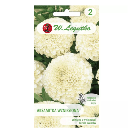 Aksamitka wzniesiona kremowo-biała - Tagetes erecta