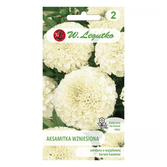 Aksamitka wzniesiona kremowo-biała - Tagetes erecta