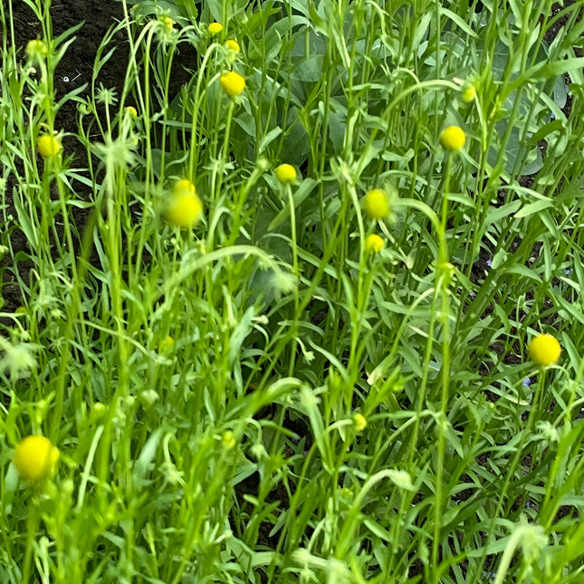 Roślina ananasowa BIO - Cephalophora aromatica