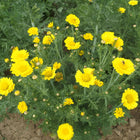 Chryzantema jadalna Double Garland BIO - Glebionis coronaria