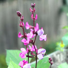Fasola egipska Lablab purpurowy BIO - Lablab purpureus