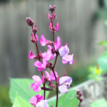 Fasola egipska Lablab purpurowy BIO - Lablab purpureus