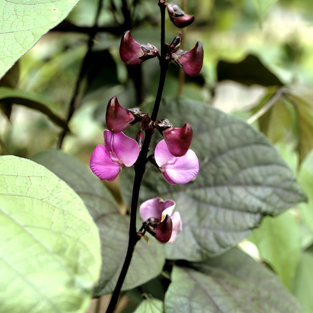 Fasola egipska Lablab purpurowy BIO - Lablab purpureus