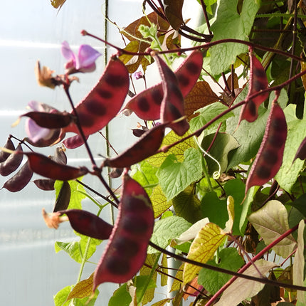 Fasola egipska Lablab purpurowy BIO - Lablab purpureus