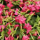 Tytoń ozdobny Purple Perfume BIO - Nicotiana × sanderae