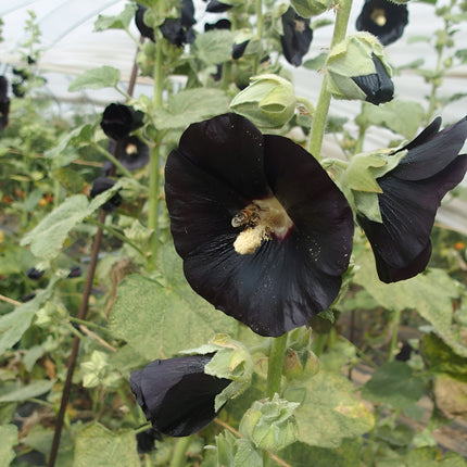 Malwa czarna Nigra BIO - Alcea rosea
