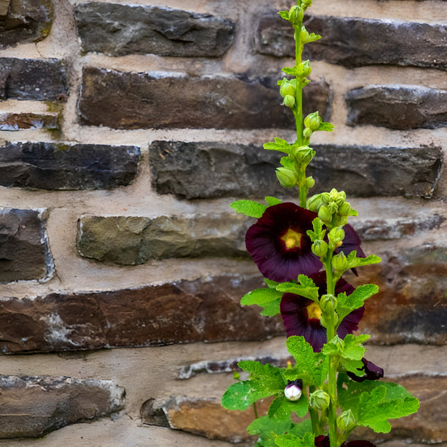 Malwa czarna Nigra BIO - Alcea rosea