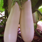 Bakłażan biały Longue de Dourga BIO - Solanum melongena