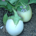 Bakłażan biały jajowaty Ronde à Œufs BIO - Solanum melongena