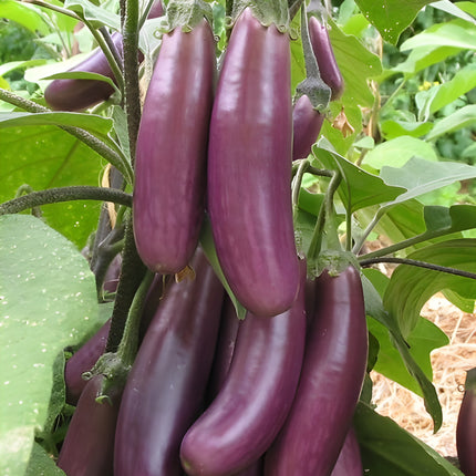 Bakłażan fioletowy gronowy Pusa Purple Cluster BIO - Solanum melongena