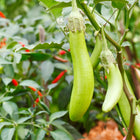 Bakłażan zielony Thai Long Green BIO - Solanum melongena