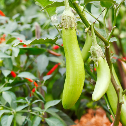 Bakłażan zielony Thai Long Green BIO - Solanum melongena