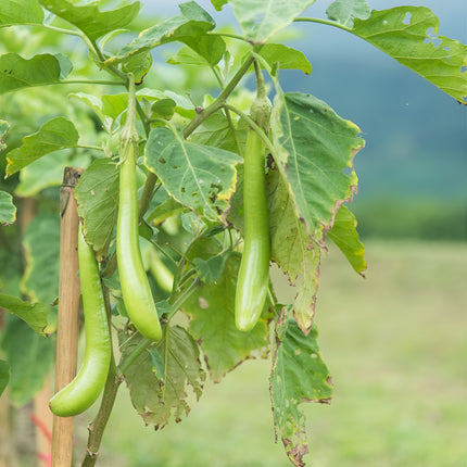 Bakłażan zielony Thai Long Green BIO - Solanum melongena
