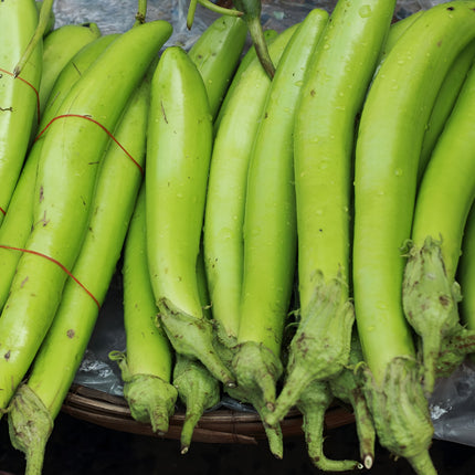 Bakłażan zielony Thai Long Green BIO - Solanum melongena