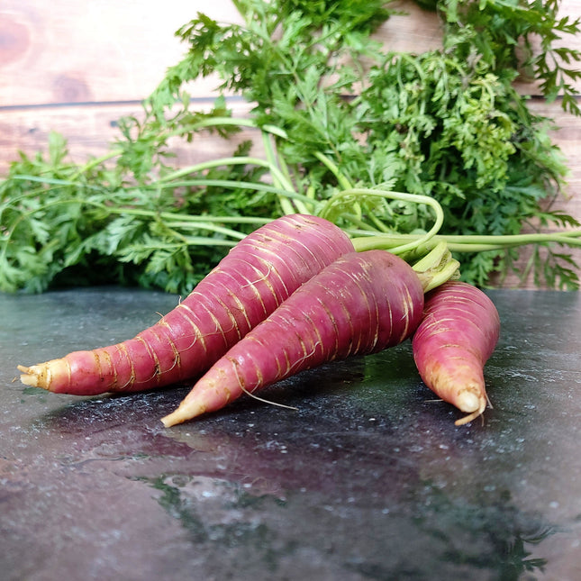 Marchew fioletowa Gniff BIO - Daucus carota