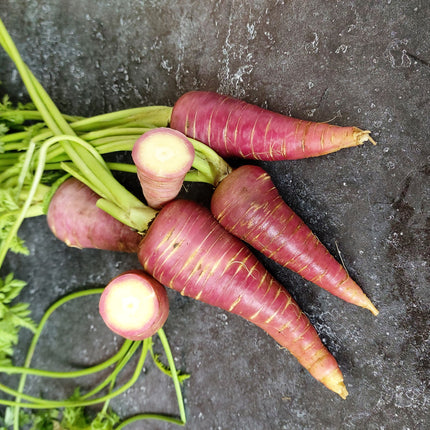 Marchew fioletowa Gniff BIO - Daucus carota