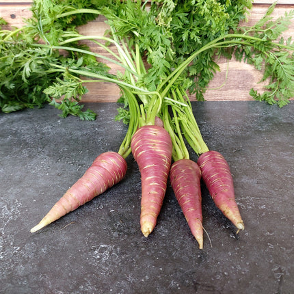 Marchew fioletowa Gniff BIO - Daucus carota