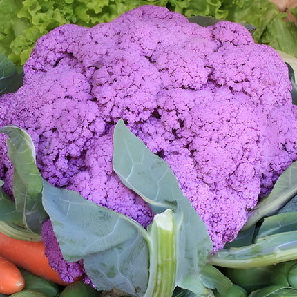 Kalafior fioletowy Violet de Sicile BIO - Brassica oleracea var. botrytis
