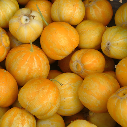Ogórek cytrynowy Lemon BIO - Cucumis sativus