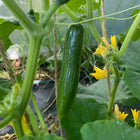 Ogórek libański Beit Alpha BIO - Cucumis sativus