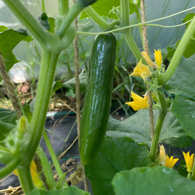 Ogórek libański Beit Alpha BIO - Cucumis sativus