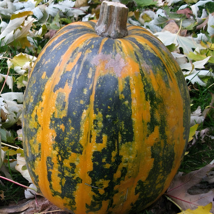 Dynia golonasienna Lady Godiva BIO - Cucurbita pepo