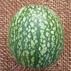 Dynia figolistna Siam BIO - Cucurbita ficifolia