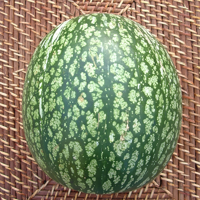Dynia figolistna Siam BIO - Cucurbita ficifolia