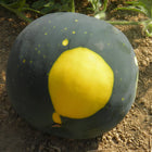 Arbuz Lune Étoile BIO - Citrullus lanatus