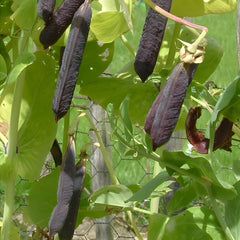 Groch łuskowy tyczny Blauwschokkers BIO - Pisum sativum