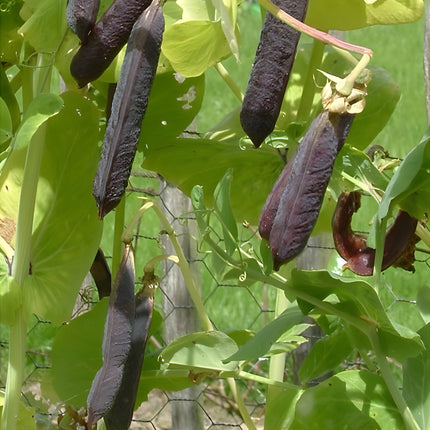 Groch łuskowy tyczny Blauwschokkers BIO - Pisum sativum