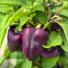 Papryka słodka fioletowa Oda BIO - Capsicum annuum