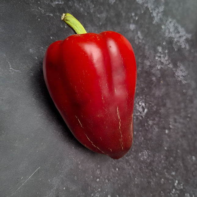 Papryka słodka fioletowa Oda BIO - Capsicum annuum