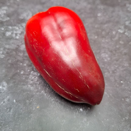 Papryka słodka fioletowa Oda BIO - Capsicum annuum