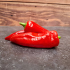 Papryka ostra Espelette BIO - Capsicum annuum