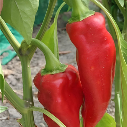 Papryka ostra de la Bresse BIO - Capsicum annuum