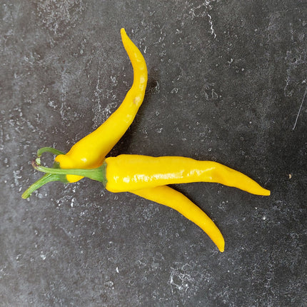 Papryka ostra żółta Cayenne BIO - Capsicum annuum