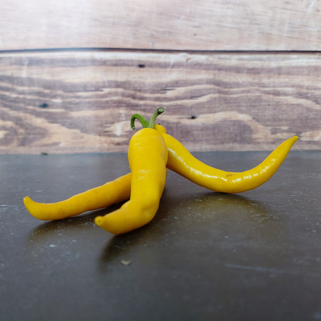 Papryka ostra żółta Cayenne BIO - Capsicum annuum