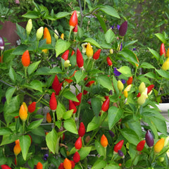 Papryka ostra NuMex Twilight BIO - Capsicum annuum