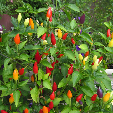 Papryka ostra NuMex Twilight BIO - Capsicum annuum