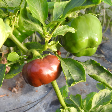 Papryka słodka czekoladowa Mini Bell Chocolat BIO - Capsicum annuum